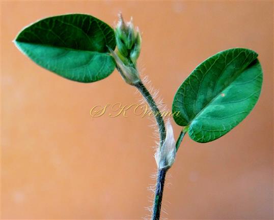  Stipules